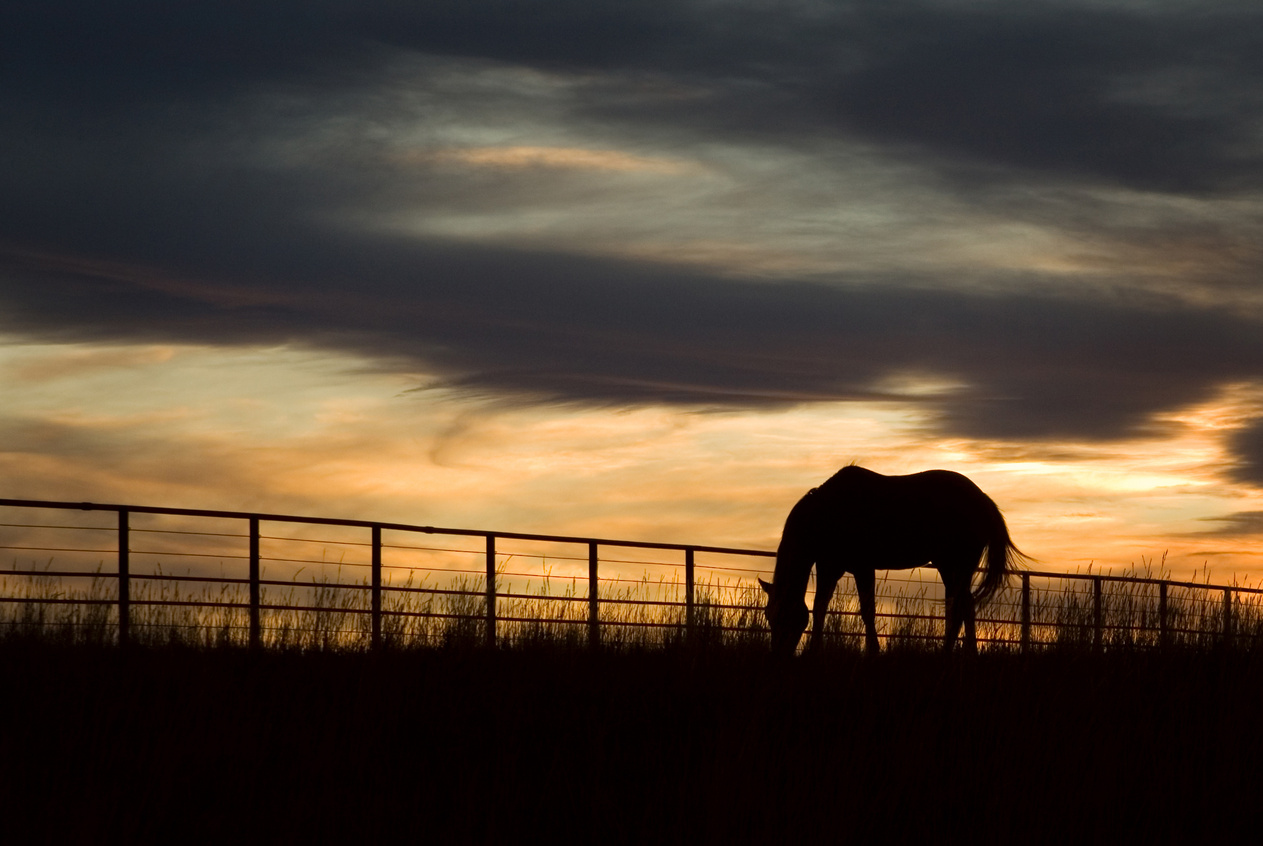 Ranch Horse Sunset