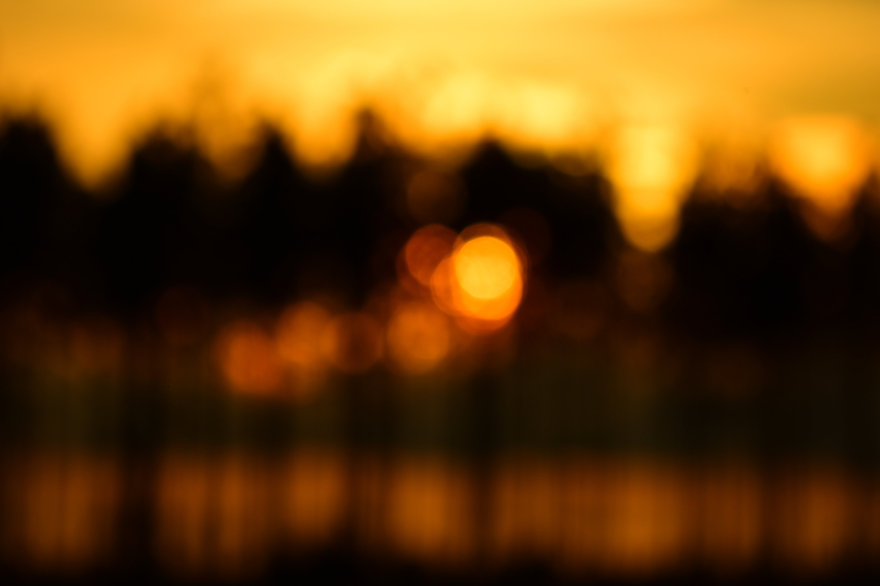 Defocused young pine trees with sun setting
